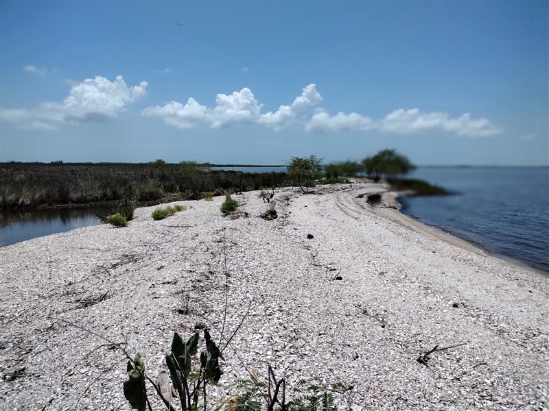 Marsh Island